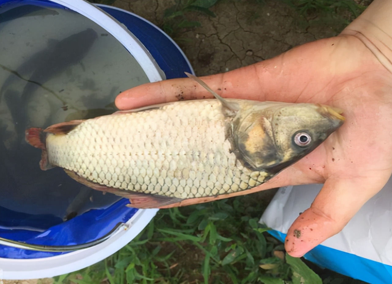 鱼上浮怎么办,上鱼时正确的收竿方法