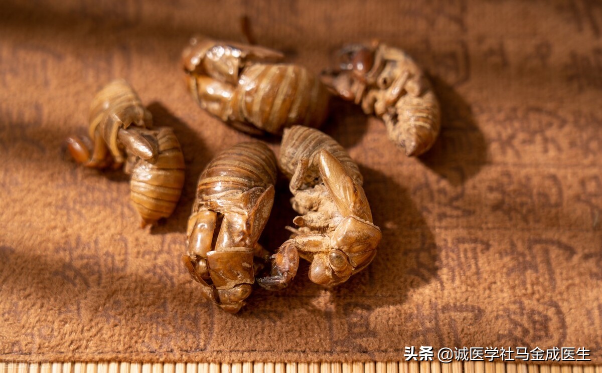 经常皮肤瘙，讲两味血肉有情的中药，止痒，祛风，解毒，杀虫