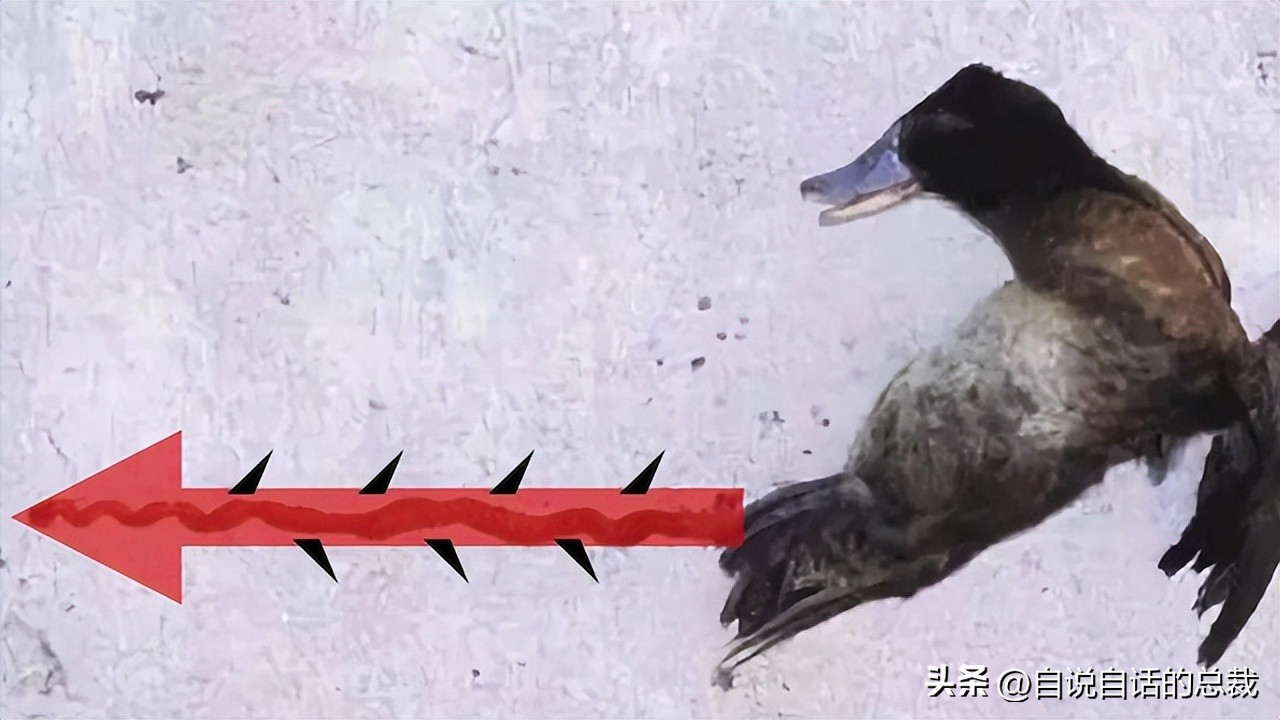 鸭：一鸭战四虎？弹射胜航母？鸭子的真相，也许超乎你的想象