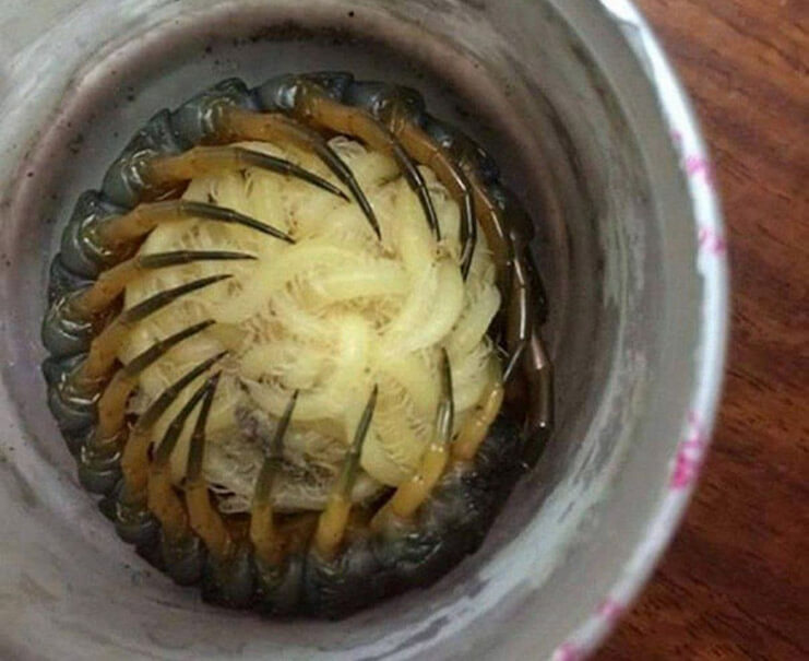 白色的心脏,火山灰覆盖的房屋,猫头鹰的大长腿,总有一张能震撼您