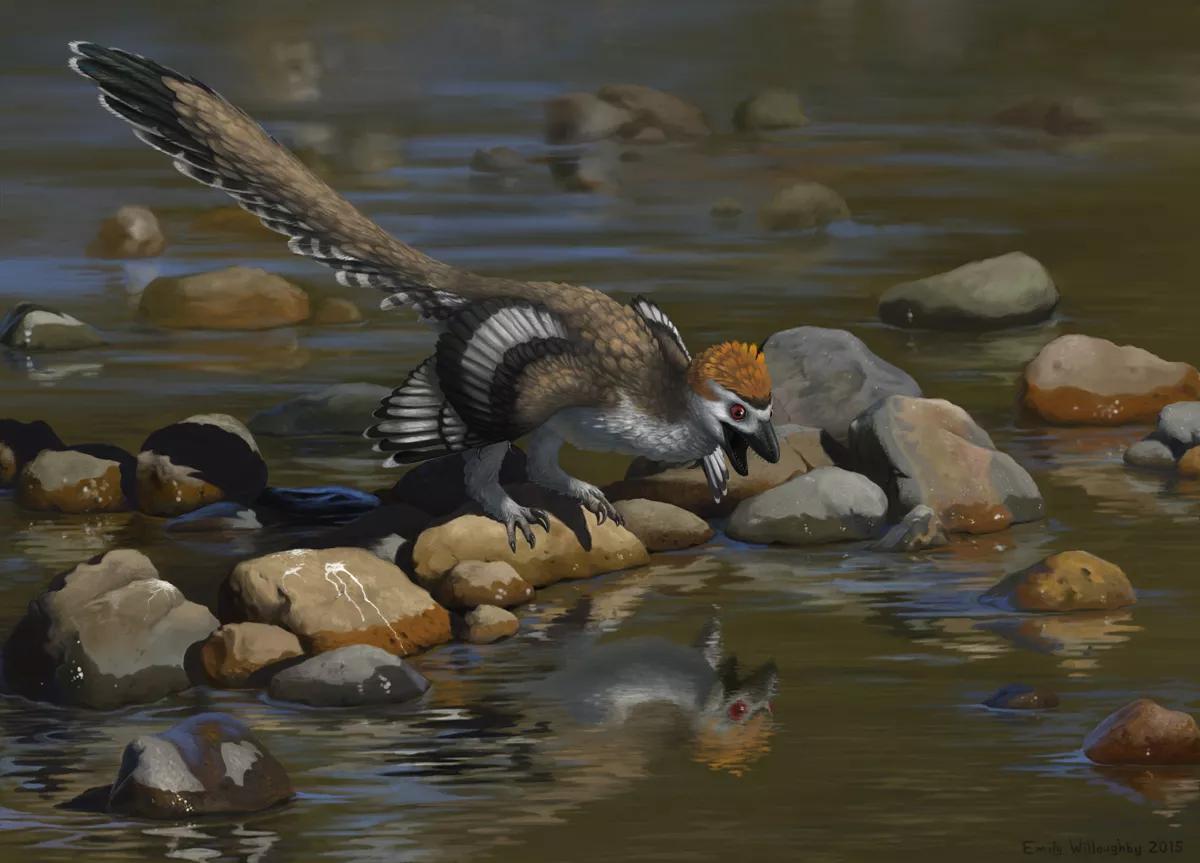 兽脚类恐龙的种类,raptor猛禽恐龙