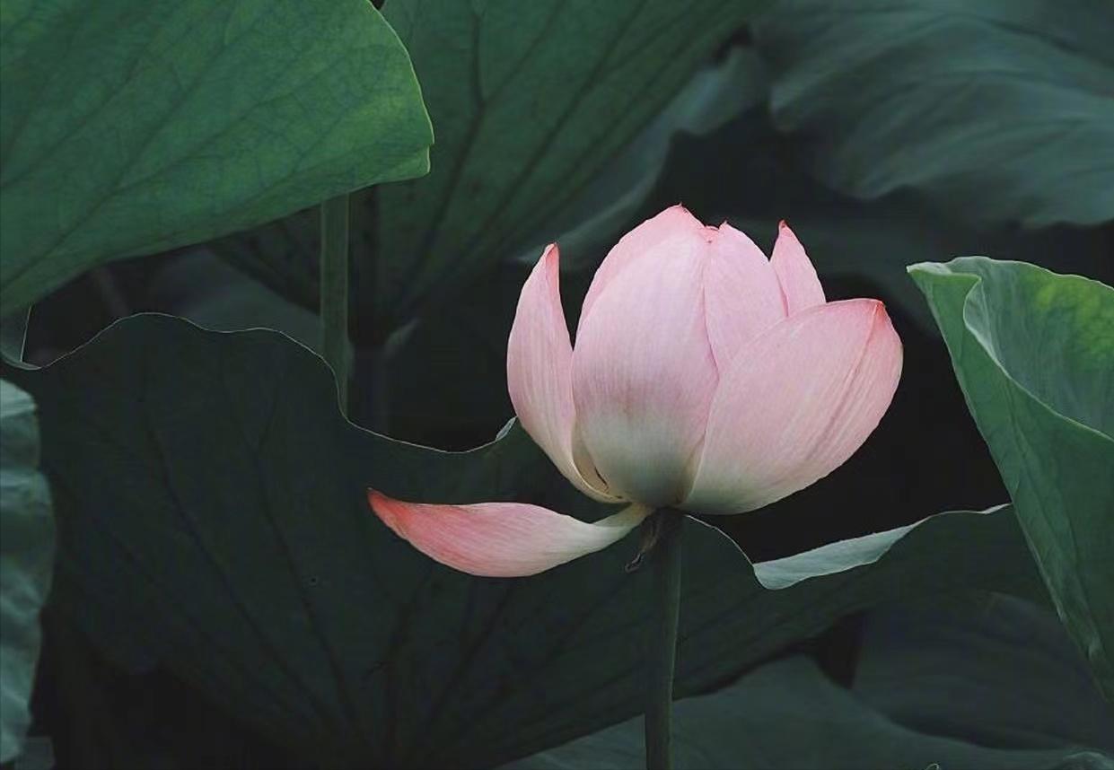 一个家庭的福气是有预兆的,一个家庭有好运