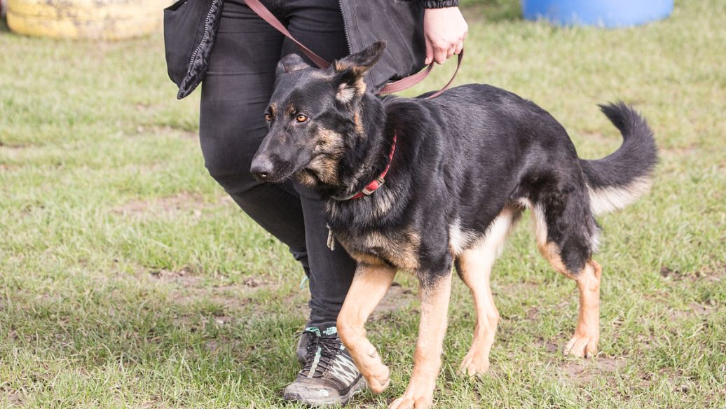 土狗基本都是什么品种,土狗哪个品种比较大