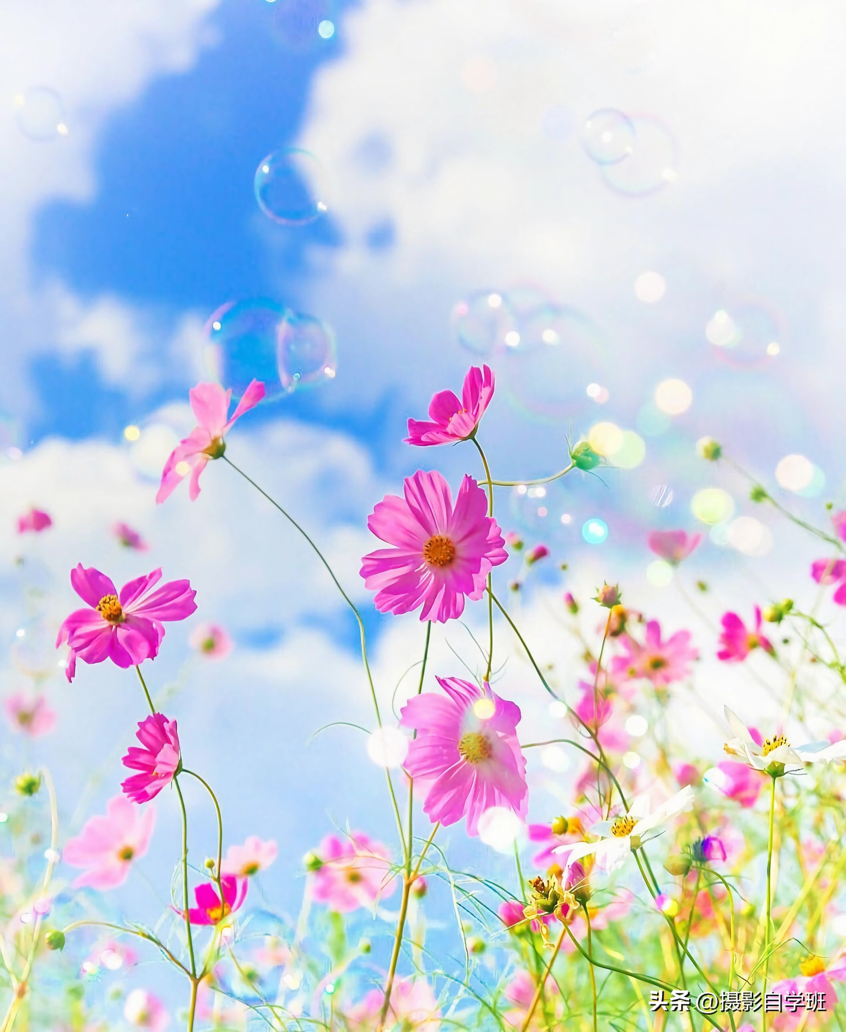 格桑花拍摄技巧,格桑花怎么拍照好看