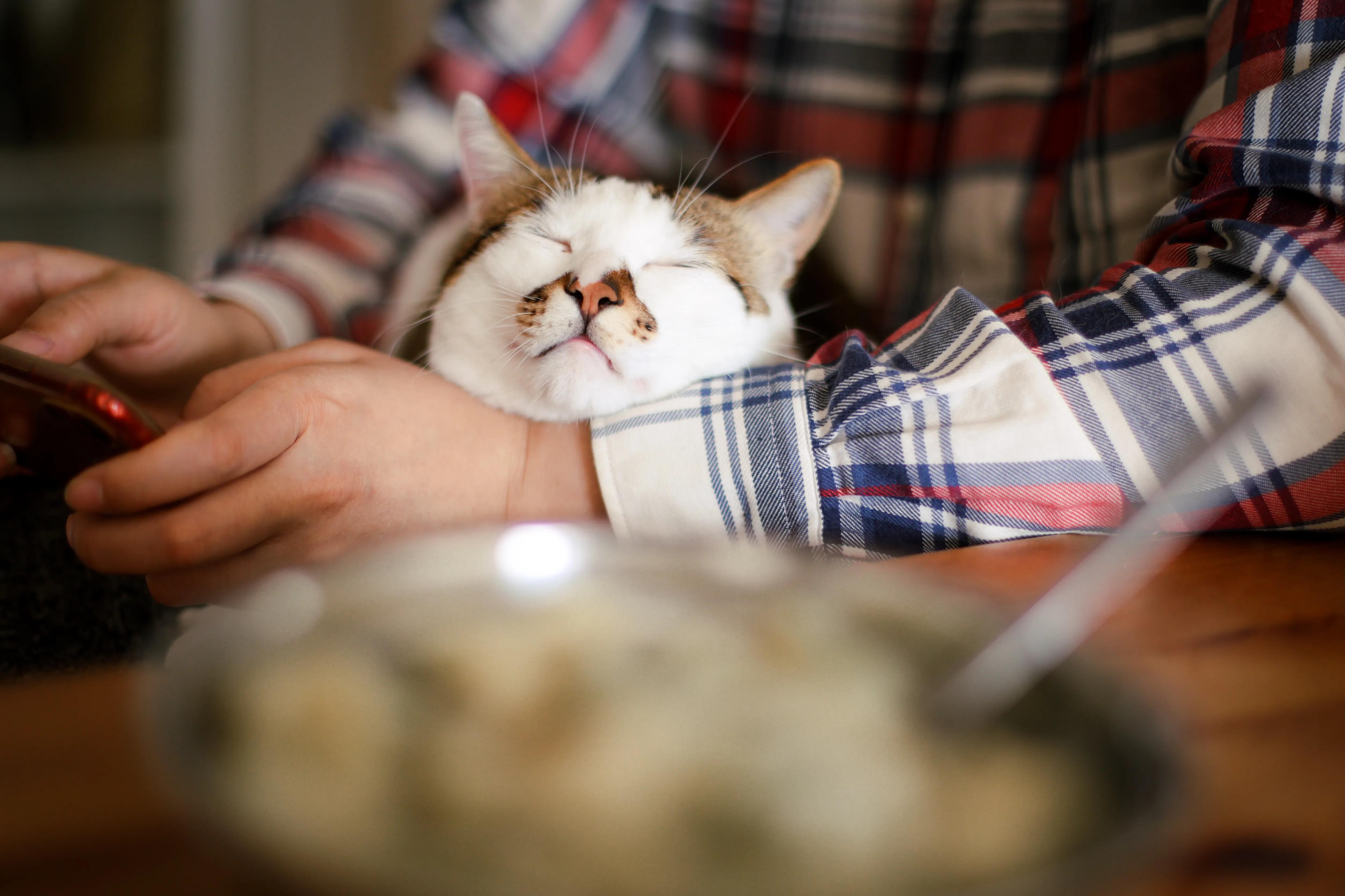 猫没精神总睡觉鼻子干,猫流口水鼻子干怎么治疗