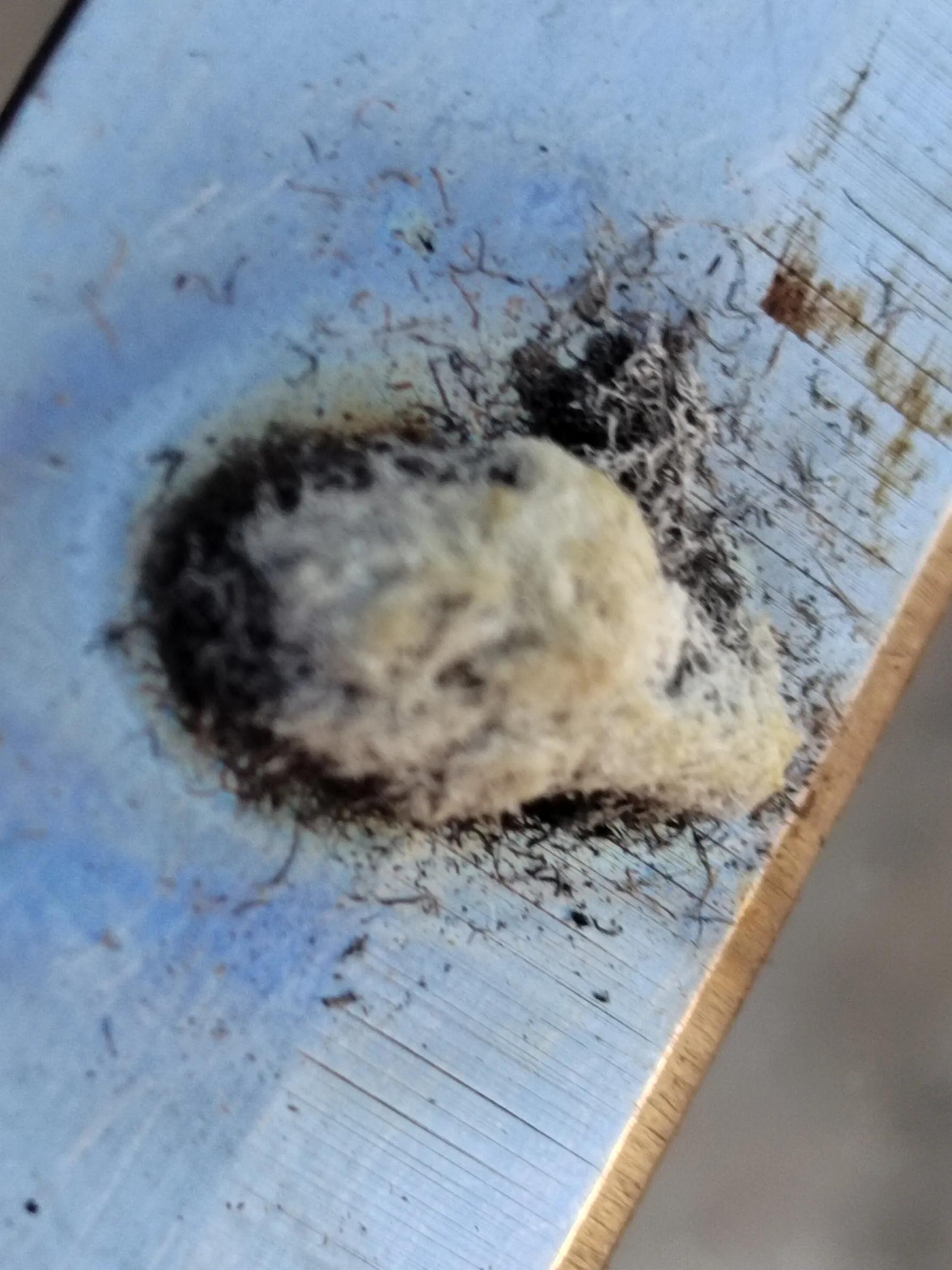 海南霸王岭白奇楠,海南白奇楠和紫奇楠