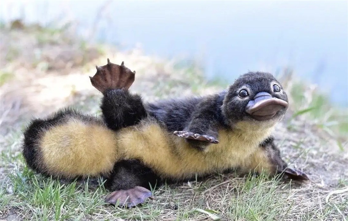 外表可爱却很凶残的动物大熊猫,大熊猫凶残的一面是什么样的