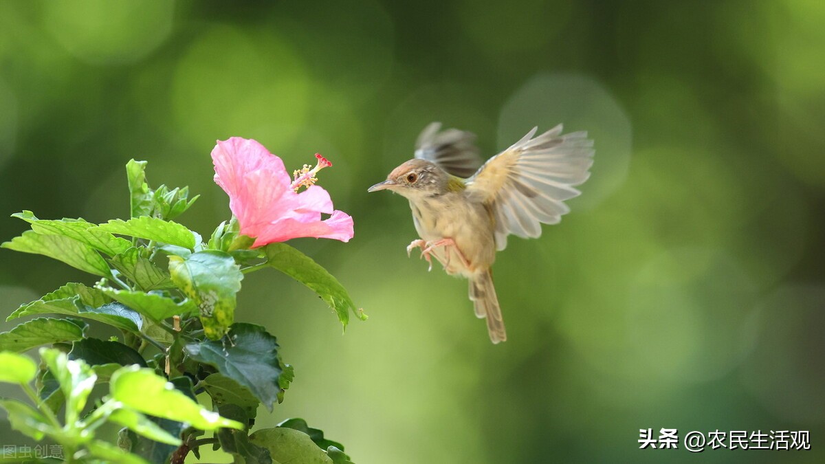 小鸟拉屎到人身上是好还是坏呢,鸟往人身上拉屎是好事还是坏事