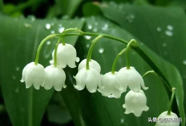 九十九朵美丽的国花送给你