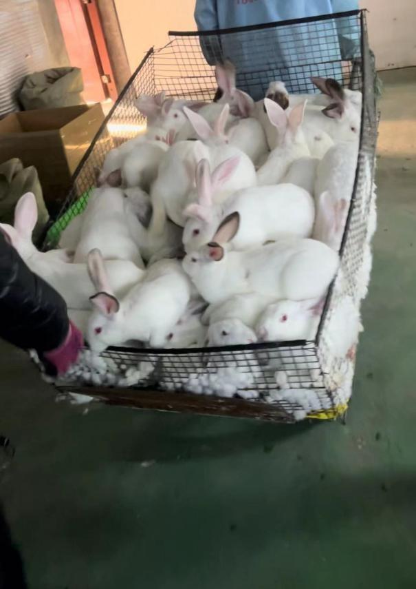 养兔子怎么干净卫生,养兔子的缺点和坏处