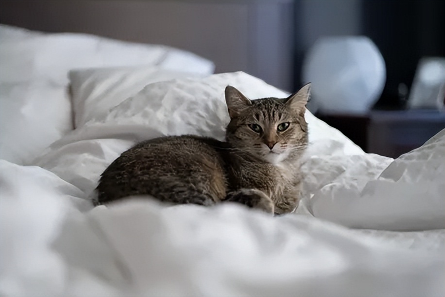 袖虎宠物店,深圳袖虎宠物店可靠吗