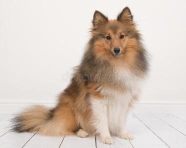 最粘人的六种狗,最忠诚粘人的狗有几种