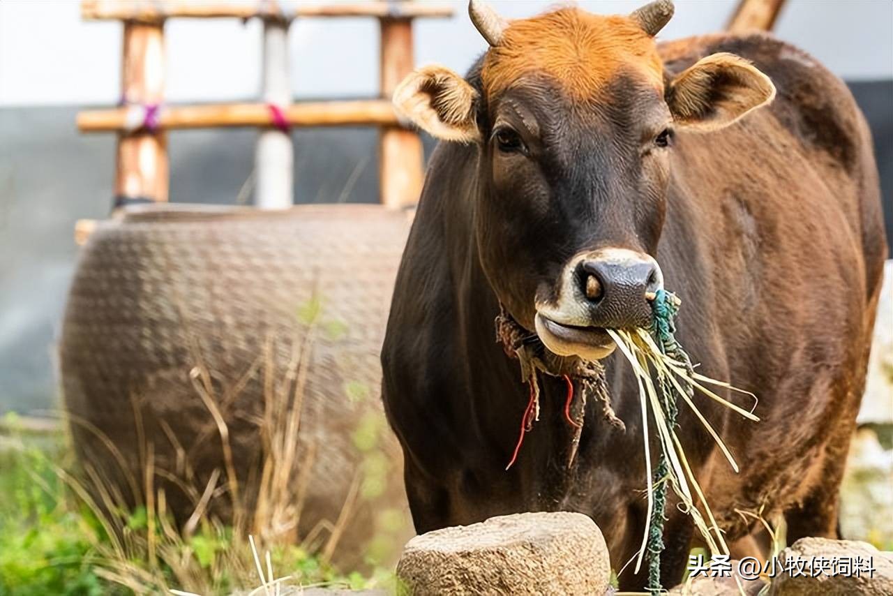 牛的干百叶怎么治疗,牛百叶干是什么原因引起的