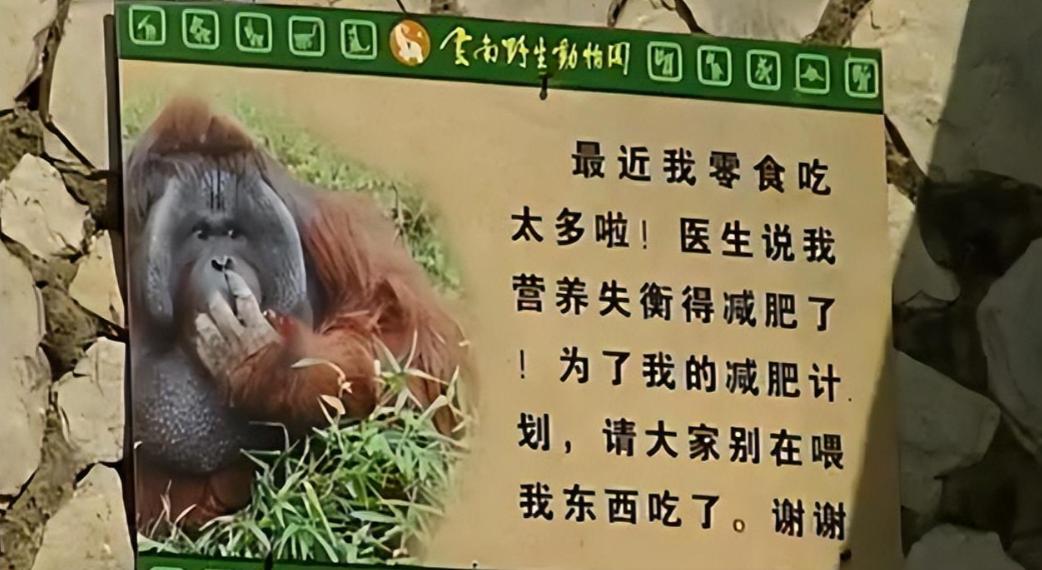 动物园大猩猩体重,红毛大猩猩减肥