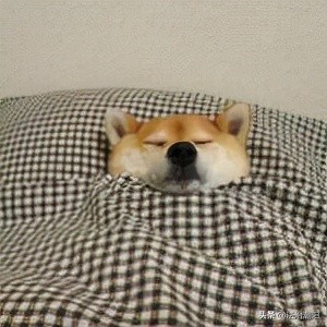 失眠睡不着怎么办？真正的助眠攻略进来瞧！