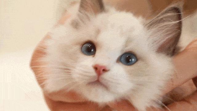 新手养猫养一只还是两只好,新手养猫可以又可爱又好养