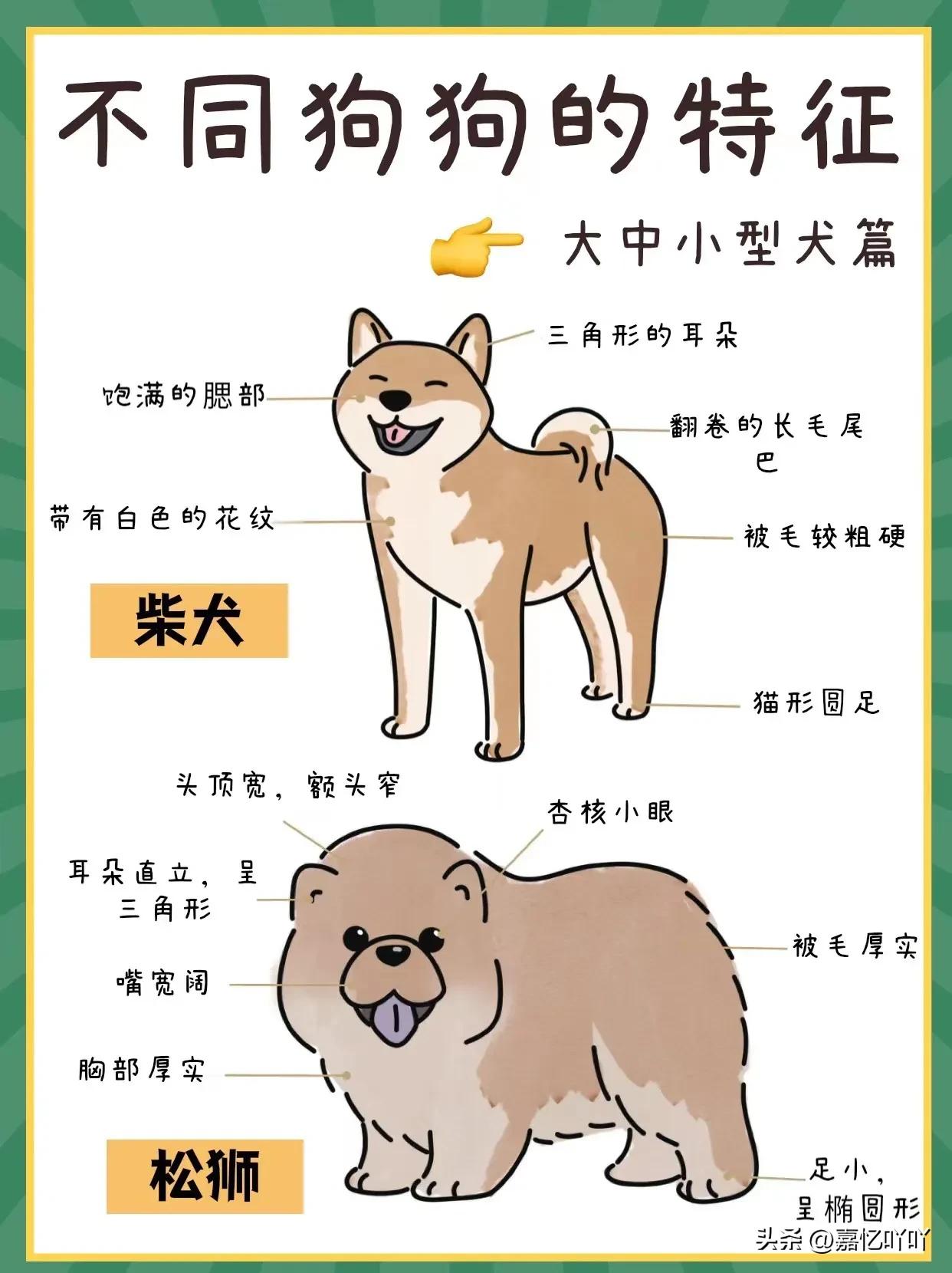 1分钟读懂狗狗的年龄,狗狗能识别自己跟人类的差别