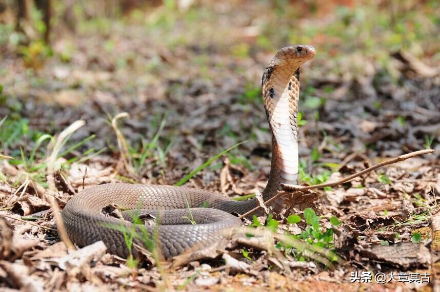 舟山眼镜蛇有毒吗,最毒的海蛇排行