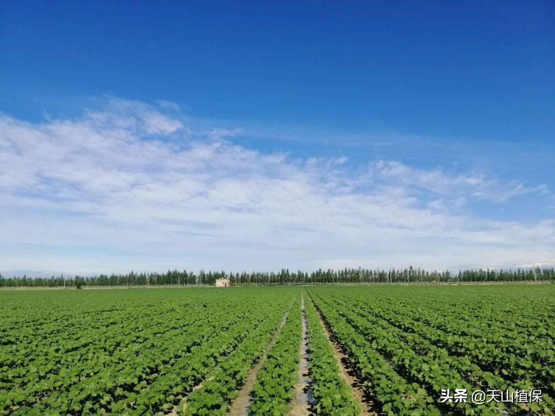 中国棉花价格走势分析,2017-2018年棉花行情