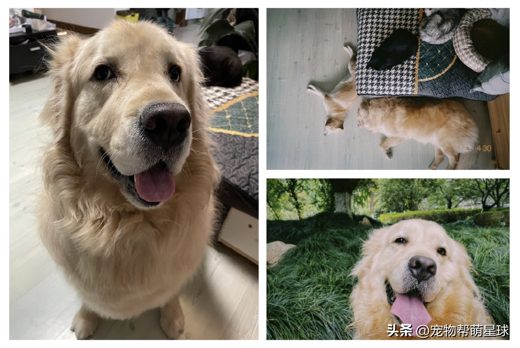 你的金毛不见了怎么办,你的金毛活了多少年