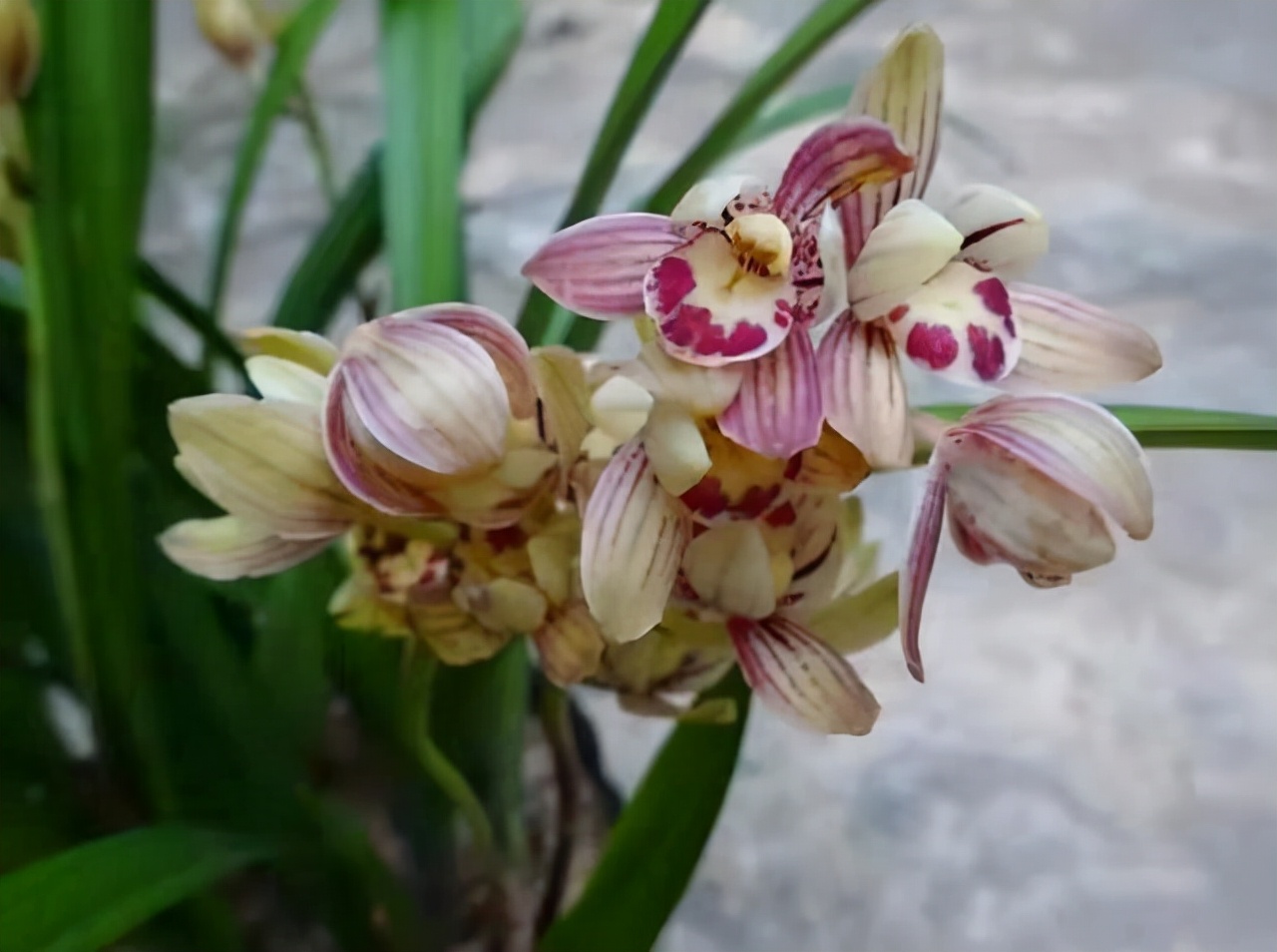 建兰君子兰品种图片大全,建兰素色兰花品种大全集