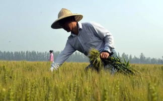 农民工这个名字会被改成什么名字,农民工的新名字叫什么