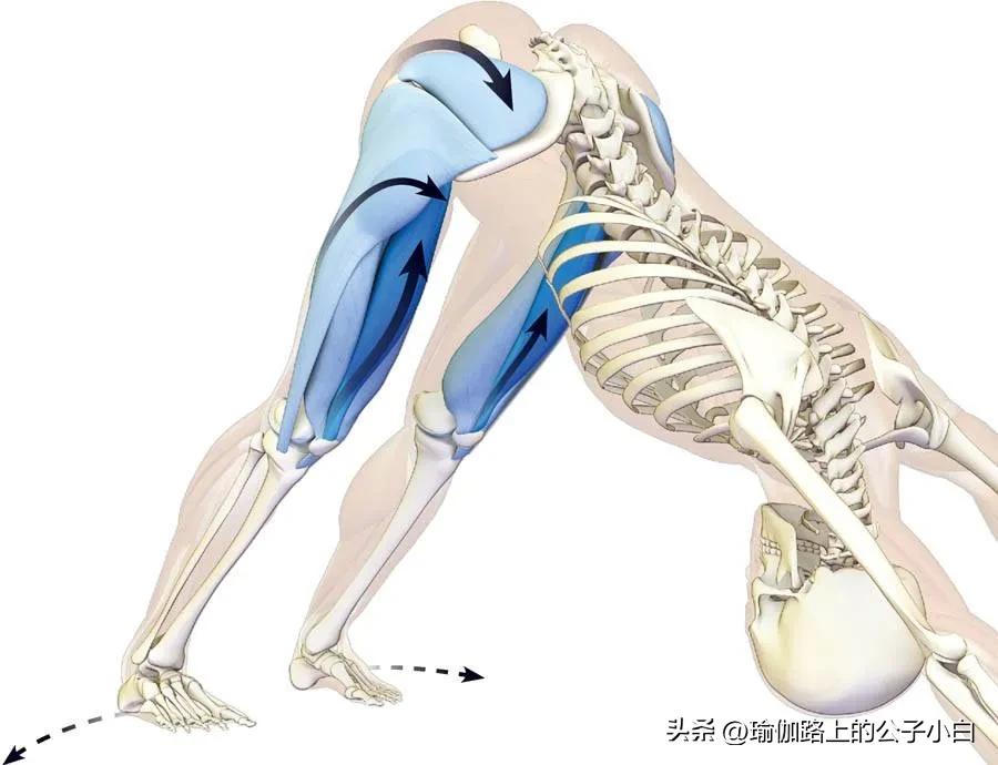 下犬式体式解剖,瑜伽解剖体式