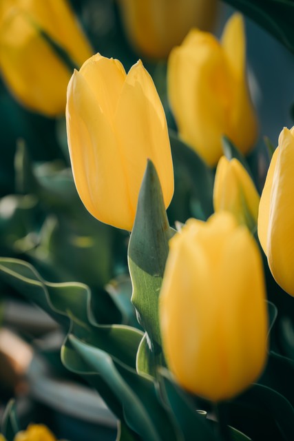 长篇励志小说《活在长冬也美丽》第十章做“鸡”