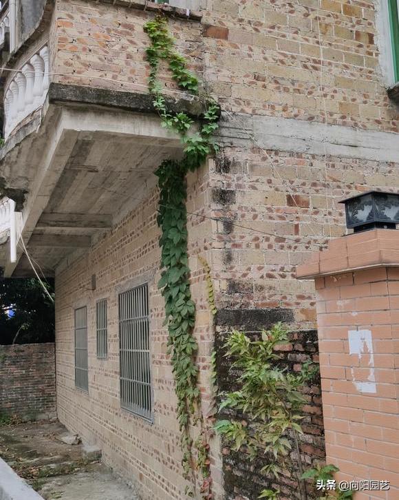 庭院种植竹子需要注意什么,小院后花园种植竹子注意什么