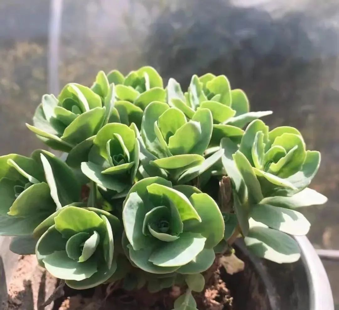 室内常年开花有益身体健康的花,适合睡觉房间养的花