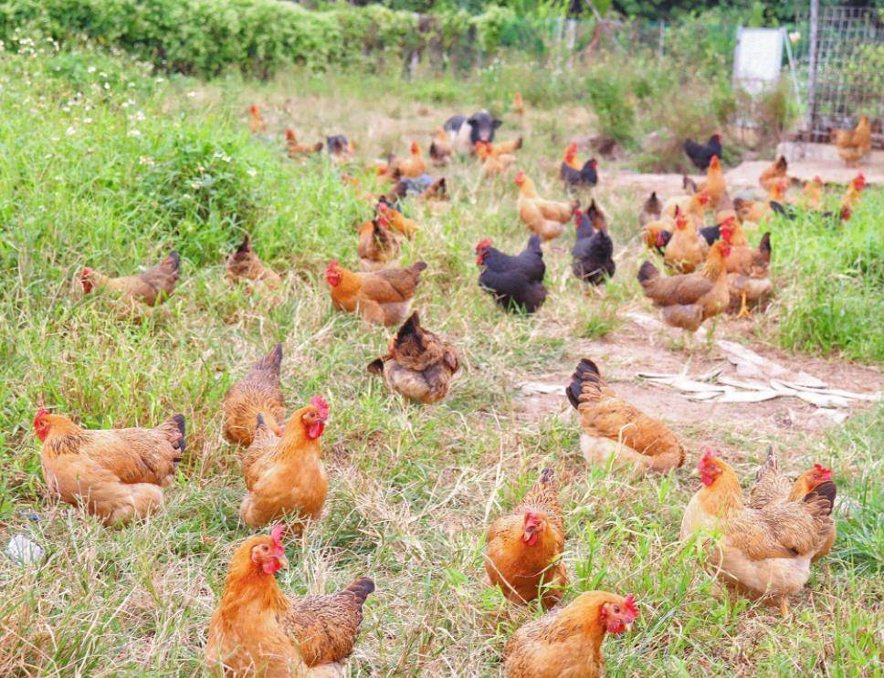 湖南小伙承包5000地只养十只鸡,农民大哥承包500亩土地养了10只鸡