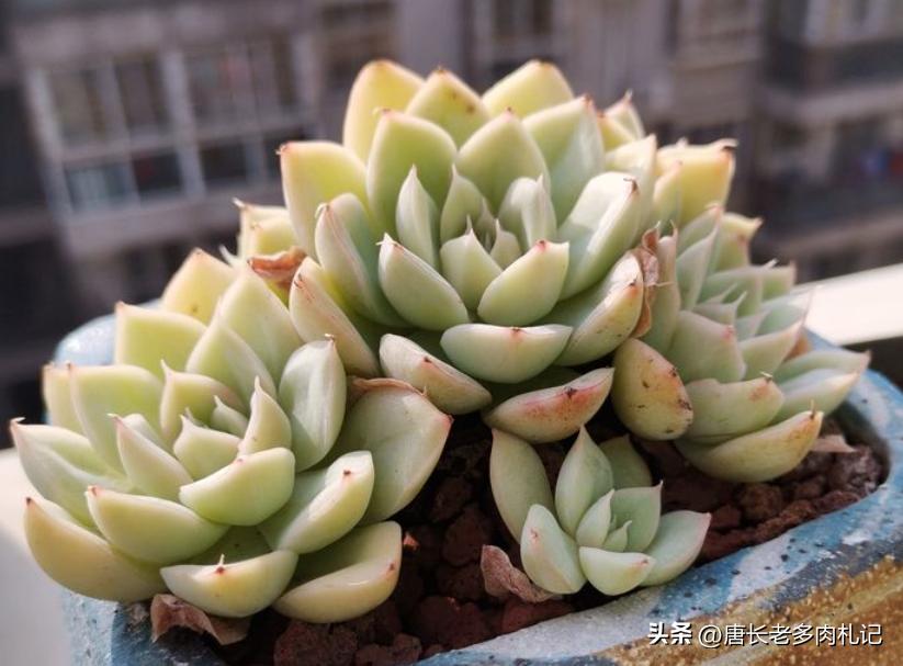 多肉月亮仙子突然烂了是怎么回事,多肉月亮仙子和静夜的区别