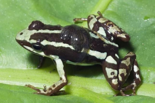 动物界中最可怕的父母们,动物界最高等和最低等