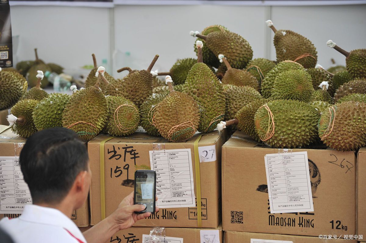 榴莲近20天批发价跌四成,榴莲价格暴跌视频