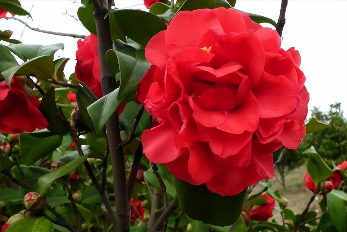 关于金榜题名的诗句古诗词,金榜题名藏头诗大全