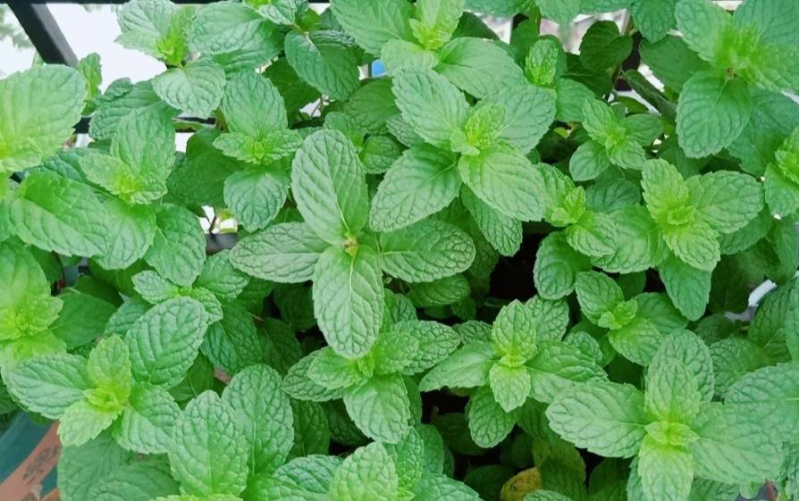 养薄荷的方法技巧适用什么肥,养薄荷叶的方法