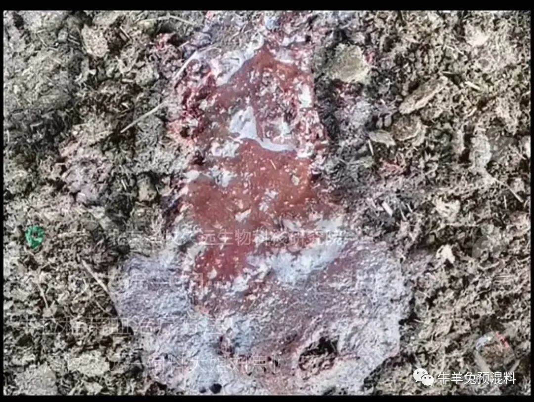 牛不排便便血怎么回事,牛便血怎么处理