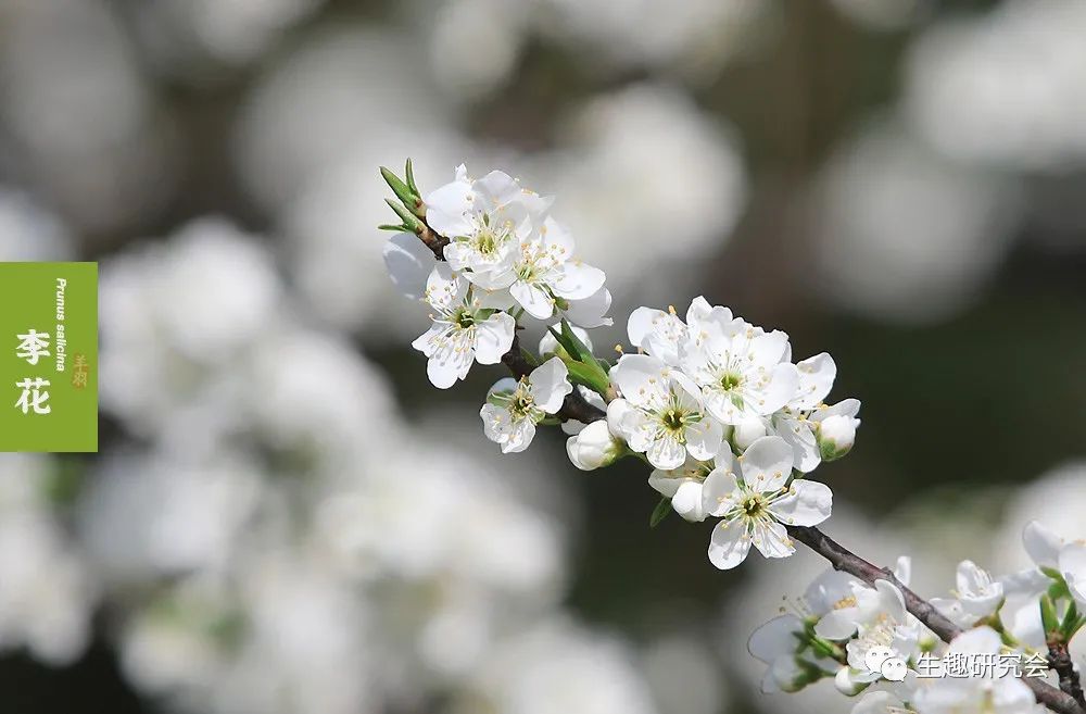 九种春花辨别,常见春花极简识别法