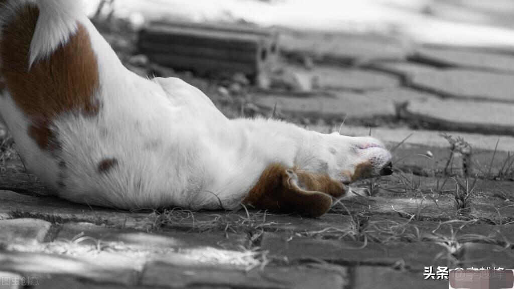 为何狗死后不能埋其实这不是迷信,为何狗死后不能埋