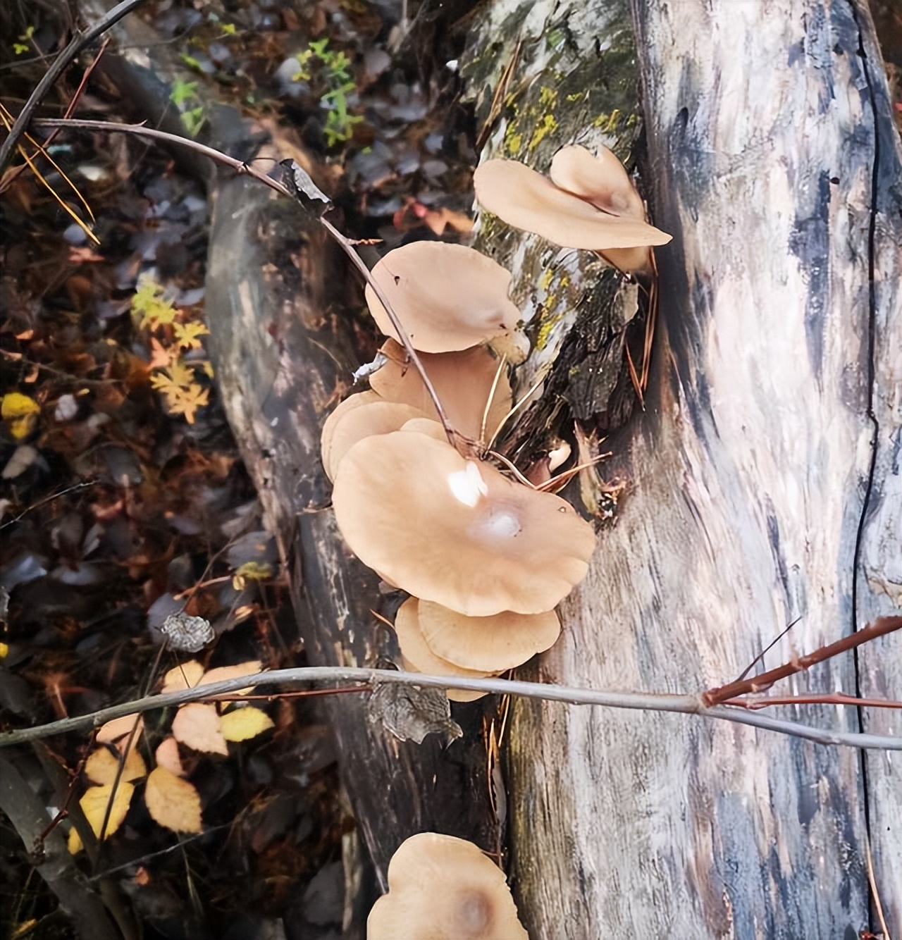 瑞典贫富差距,瑞典贫富差异