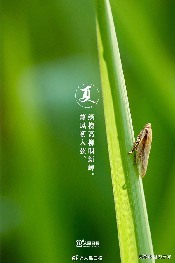 古诗词夏日美景,当夏日美景遇上古诗词怎么写