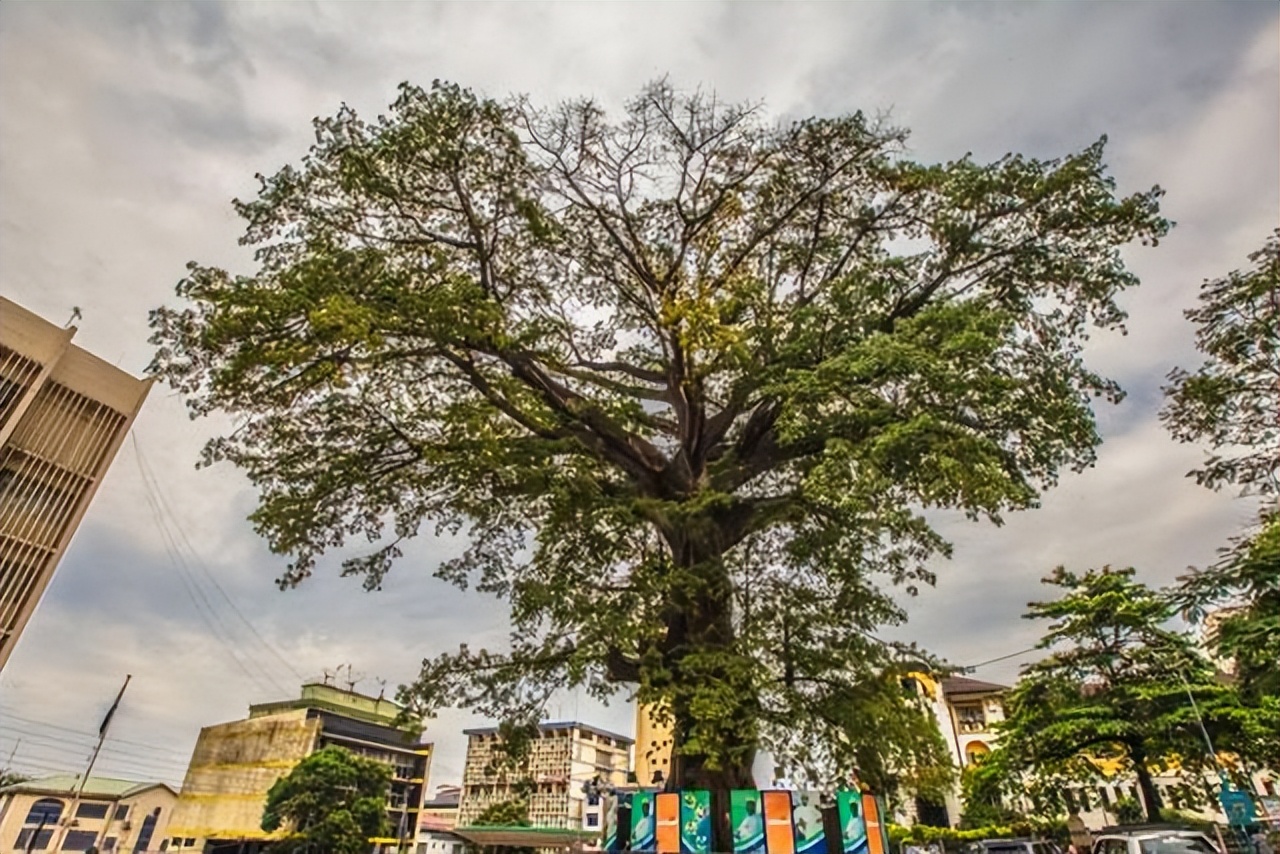 一棵树就是一个景点,一棵树的春夏秋冬绝美风景
