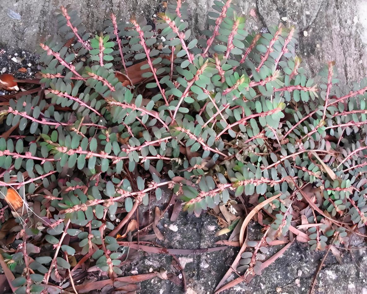 老中医看痔疮,老中医看痔疮怎么看