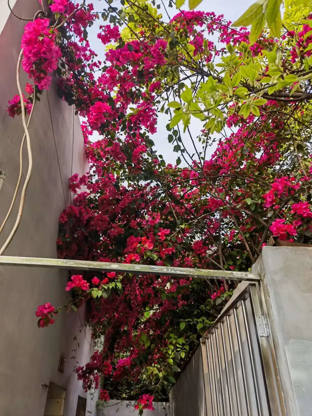 洞子口往事 (陈氏凉粉洞子口)