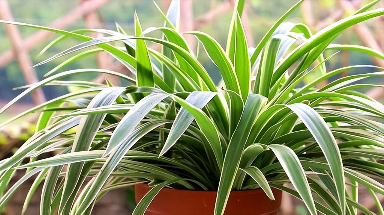 夜间能“制氧气”的10种花，建议卧室养一盆，温馨还能助睡眠