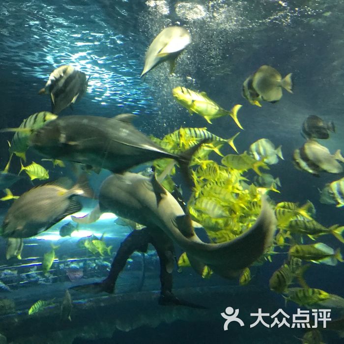 到底是大国好还是小国好,海底世界还是极地海洋世界