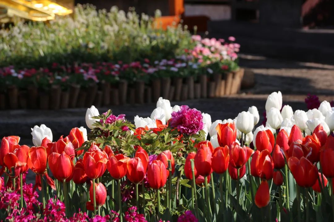 丽江三多节活动,丽江三多节旅游优惠