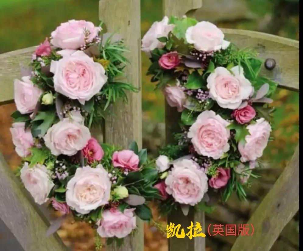 常见切花月季一览（40）（接上期）