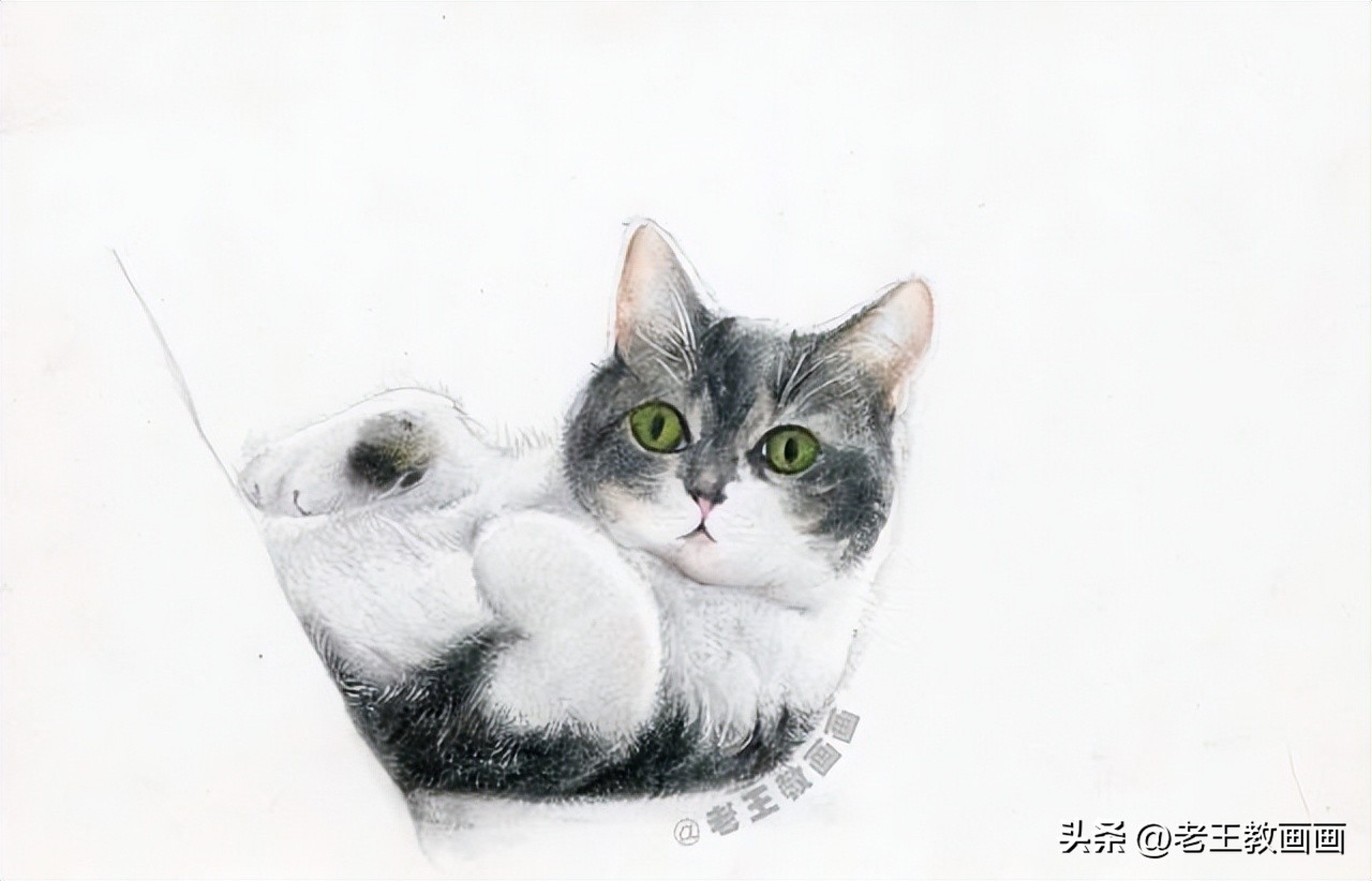 彩铅零基础入门学画猫咪,彩铅画教程入门零基础猫咪