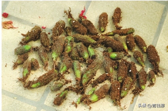 养了10年的彩草仙人球,彩草仙人球的养殖方法和注意事项